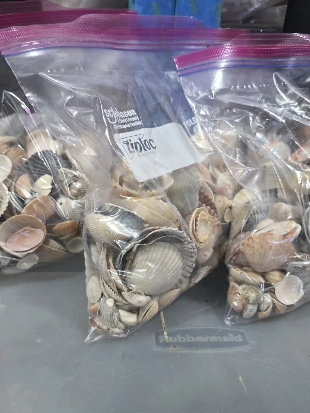 Mixed Natural Seashells, 3 lb Bag - Picture 3 of 3